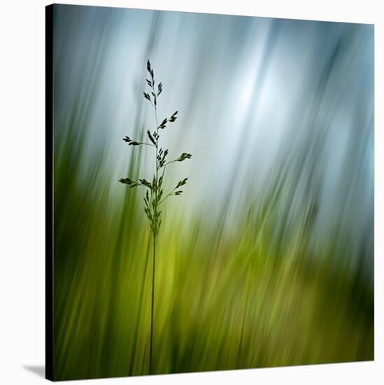 Morning Grass-Ursula Abresch-Stretched Canvas