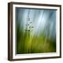 Morning Grass-Ursula Abresch-Framed Premium Photographic Print