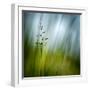 Morning Grass-Ursula Abresch-Framed Premium Photographic Print