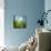 Morning Grass-Ursula Abresch-Mounted Premium Photographic Print displayed on a wall