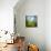 Morning Grass-Ursula Abresch-Mounted Premium Photographic Print displayed on a wall