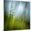 Morning Grass-Ursula Abresch-Mounted Premium Photographic Print