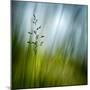 Morning Grass-Ursula Abresch-Mounted Premium Photographic Print