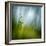 Morning Grass-Ursula Abresch-Framed Photographic Print