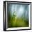 Morning Grass-Ursula Abresch-Framed Photographic Print