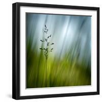 Morning Grass-Ursula Abresch-Framed Photographic Print