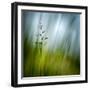 Morning Grass-Ursula Abresch-Framed Photographic Print