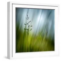 Morning Grass-Ursula Abresch-Framed Photographic Print