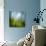 Morning Grass-Ursula Abresch-Photographic Print displayed on a wall