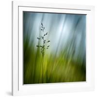 Morning Grass-Ursula Abresch-Framed Photographic Print