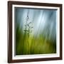 Morning Grass-Ursula Abresch-Framed Photographic Print