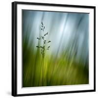 Morning Grass-Ursula Abresch-Framed Photographic Print