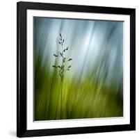 Morning Grass-Ursula Abresch-Framed Photographic Print