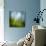 Morning Grass-Ursula Abresch-Mounted Photographic Print displayed on a wall