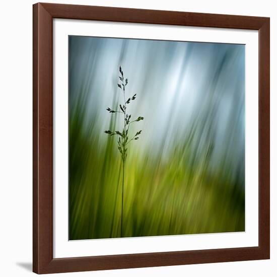 Morning Grass-Ursula Abresch-Framed Photographic Print