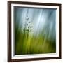 Morning Grass-Ursula Abresch-Framed Photographic Print