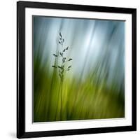 Morning Grass-Ursula Abresch-Framed Photographic Print