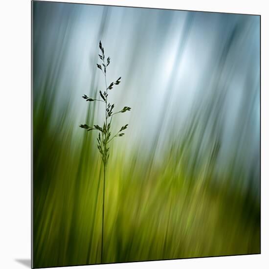 Morning Grass-Ursula Abresch-Mounted Photographic Print