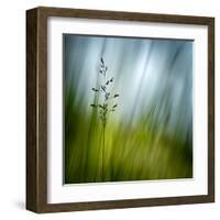 Morning Grass-Ursula Abresch-Framed Premium Photographic Print