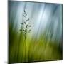 Morning Grass-Ursula Abresch-Mounted Premium Photographic Print