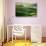 Morning Harmony-Marcin Sobas-Photographic Print displayed on a wall