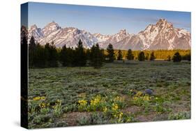 Morning in Pilgrim Creek Meadows, Grand Teton NP, Wyoming-Michael Qualls-Stretched Canvas