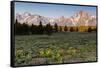 Morning in Pilgrim Creek Meadows, Grand Teton NP, Wyoming-Michael Qualls-Framed Stretched Canvas