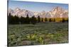 Morning in Pilgrim Creek Meadows, Grand Teton NP, Wyoming-Michael Qualls-Stretched Canvas