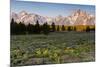 Morning in Pilgrim Creek Meadows, Grand Teton NP, Wyoming-Michael Qualls-Mounted Premium Photographic Print