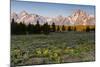 Morning in Pilgrim Creek Meadows, Grand Teton NP, Wyoming-Michael Qualls-Mounted Photographic Print