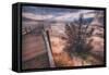 Morning in the Hot Springs, Yellowstone-Vincent James-Framed Stretched Canvas