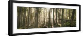 Morning Light and Fog Amidst an Old Growth Cedar Forest.  Glacier National Park, Montana.-Steven Gnam-Framed Photographic Print