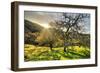 Morning Light at Mount Diablo, Walnut Creek, Danville, Contra Costa-Vincent James-Framed Photographic Print