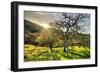 Morning Light at Mount Diablo, Walnut Creek, Danville, Contra Costa-Vincent James-Framed Photographic Print