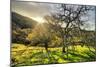 Morning Light at Mount Diablo, Walnut Creek, Danville, Contra Costa-Vincent James-Mounted Photographic Print