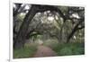 Morning Light Illuminating the Moss Covered Oak Trees in Florida-Sheila Haddad-Framed Photographic Print