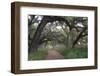 Morning Light Illuminating the Moss Covered Oak Trees in Florida-Sheila Haddad-Framed Photographic Print