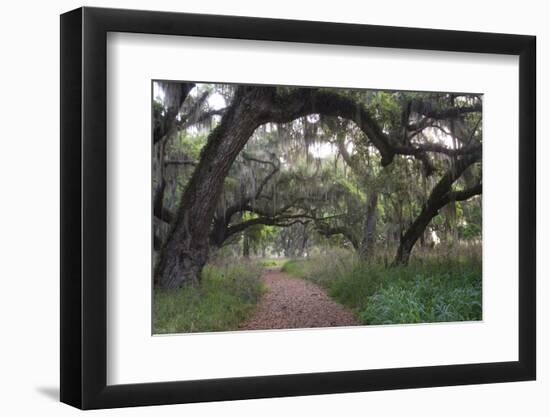 Morning Light Illuminating the Moss Covered Oak Trees in Florida-Sheila Haddad-Framed Photographic Print