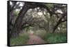 Morning Light Illuminating the Moss Covered Oak Trees in Florida-Sheila Haddad-Framed Stretched Canvas