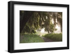 Morning Light Illuminating the Moss Covered Oak Trees in Florida-Sheila Haddad-Framed Photographic Print