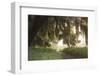 Morning Light Illuminating the Moss Covered Oak Trees in Florida-Sheila Haddad-Framed Photographic Print