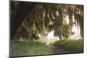 Morning Light Illuminating the Moss Covered Oak Trees in Florida-Sheila Haddad-Mounted Photographic Print