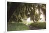 Morning Light Illuminating the Moss Covered Oak Trees in Florida-Sheila Haddad-Framed Photographic Print