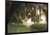 Morning Light Illuminating the Moss Covered Oak Trees in Florida-Sheila Haddad-Framed Photographic Print