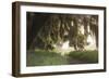 Morning Light Illuminating the Moss Covered Oak Trees in Florida-Sheila Haddad-Framed Photographic Print