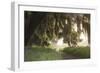 Morning Light Illuminating the Moss Covered Oak Trees in Florida-Sheila Haddad-Framed Photographic Print