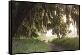 Morning Light Illuminating the Moss Covered Oak Trees in Florida-Sheila Haddad-Framed Stretched Canvas