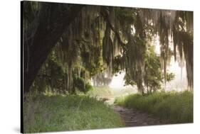 Morning Light Illuminating the Moss Covered Oak Trees in Florida-Sheila Haddad-Stretched Canvas