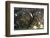 Morning Light Illuminating the Moss Covered Oak Trees in Florida-Sheila Haddad-Framed Photographic Print