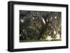 Morning Light Illuminating the Moss Covered Oak Trees in Florida-Sheila Haddad-Framed Photographic Print